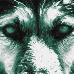 Dans les yeux d’un loup