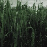 Le souvenir d’un champ de blé
