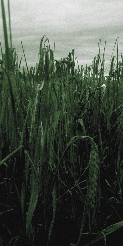 The memory of a wheat field