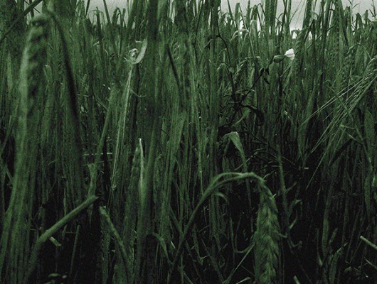 The memory of a wheat field